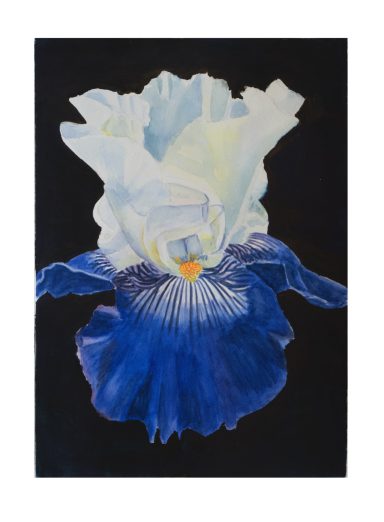 Iris No. 9