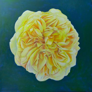 Gelbe Rose