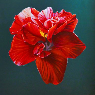 Hybiskusblüte - große Bühne für Rot