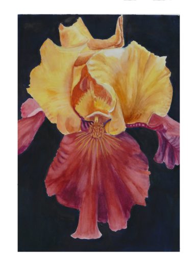 Iris No. 17