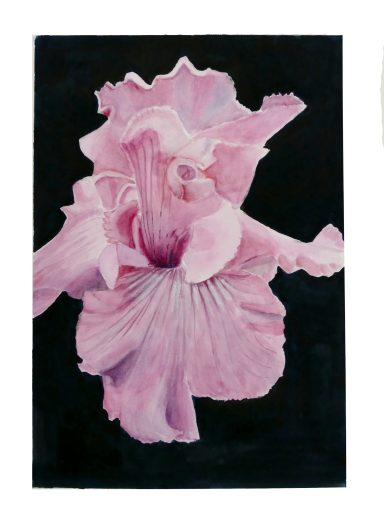 Iris No. 18